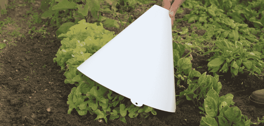 blanchissement-salade