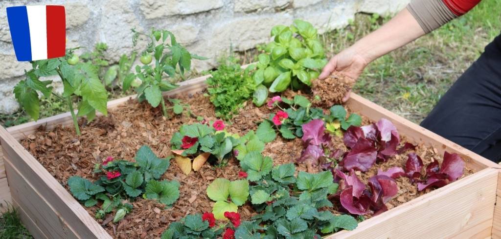combien-de-pieds-de-tomates-peut-on-mettre-dans-un-carre-potager