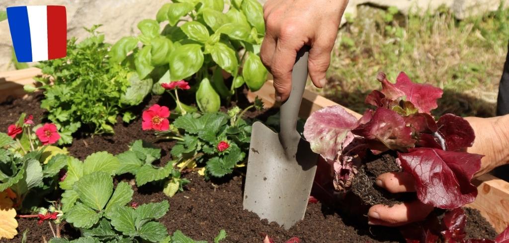 comment-entretenir-son-carre-potager