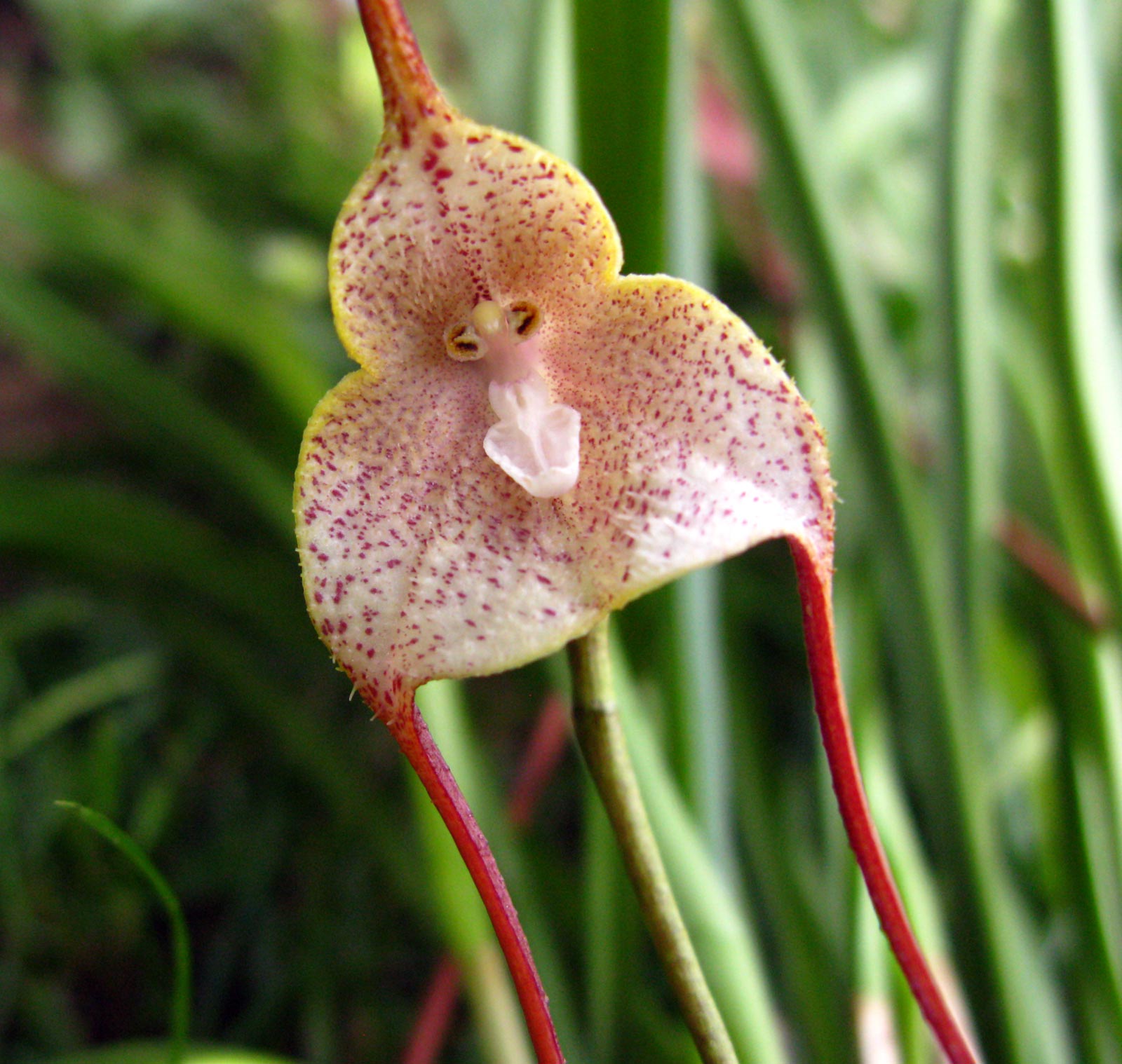 Orchidée Singe