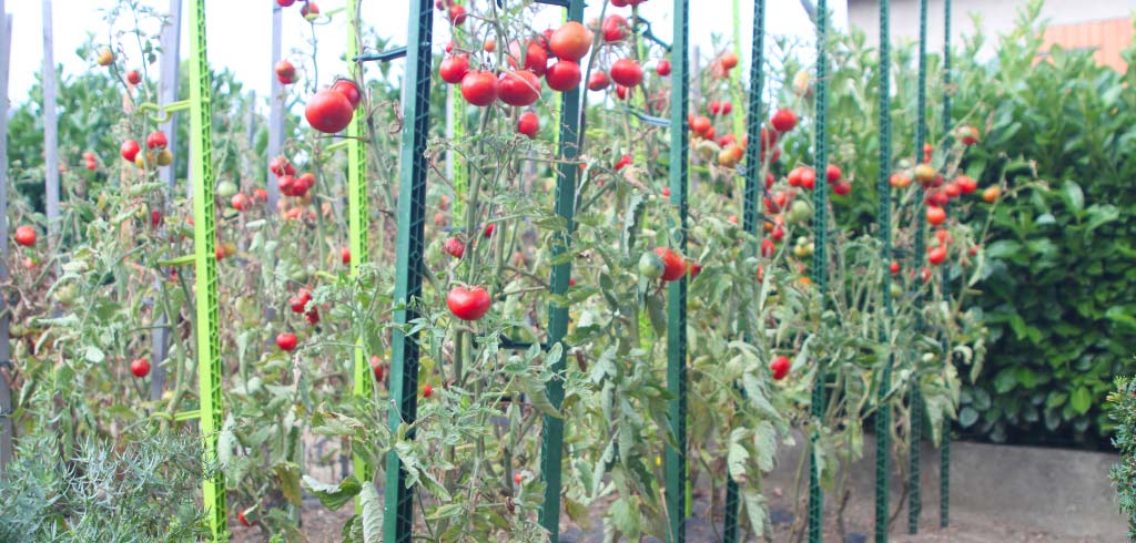 engrais pour tomates