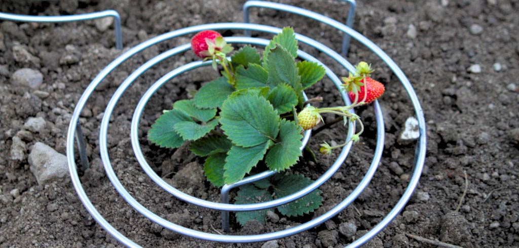 engrais pour fraises