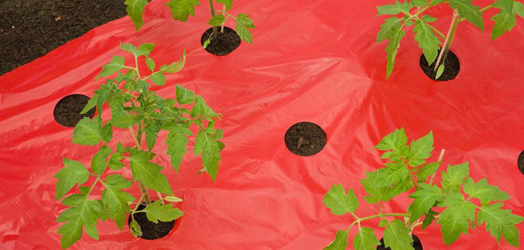 quel-paillage-pour-les-tomates