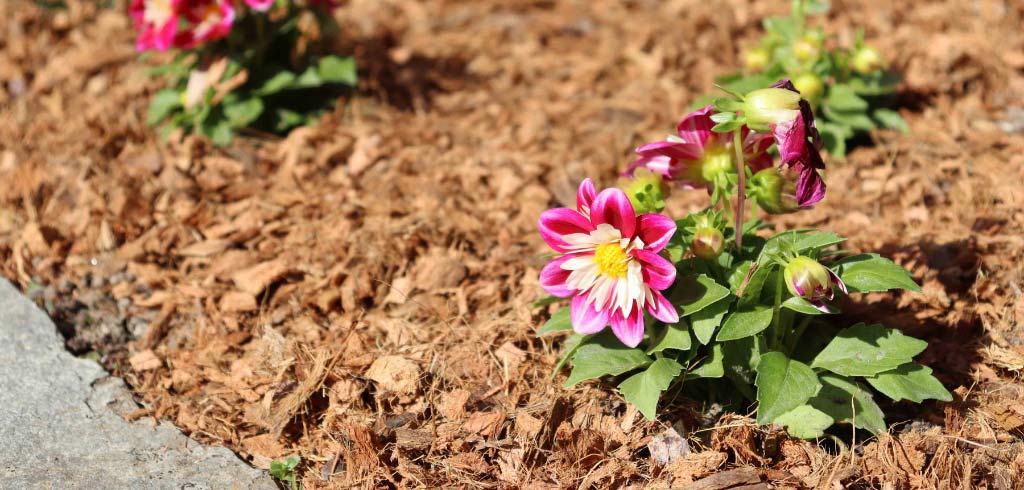 faut-il-desherber-avant-de-poser-une-toile-de-paillage