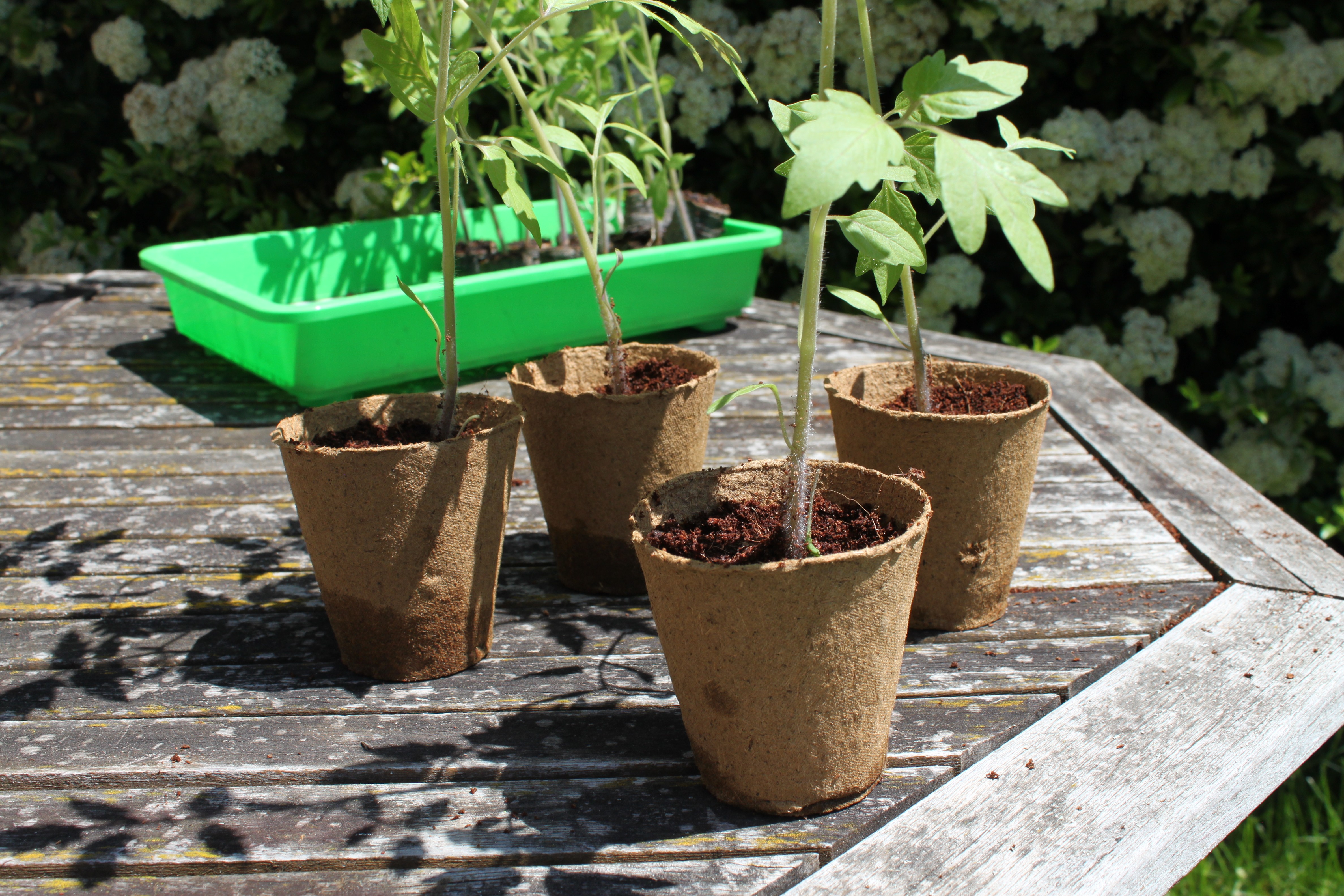 repiquer tomates en godet