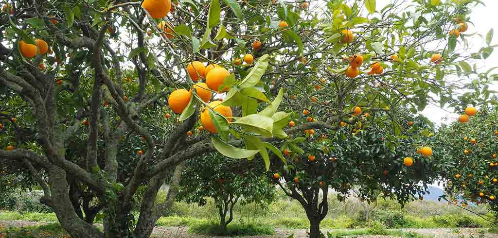 Quand tailler les arbres fruitiers ? - Jardin et Saisons