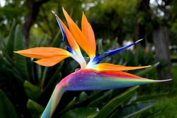 Tour du Monde Floral L'oiseau du Paradis