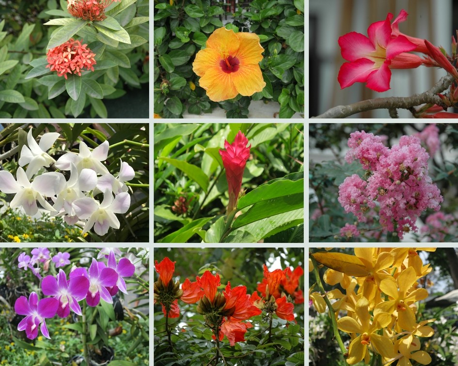 xmosaique,P20fleurs,P20vietnam.jpg.pagespeed.ic.zzjQ8cvc w