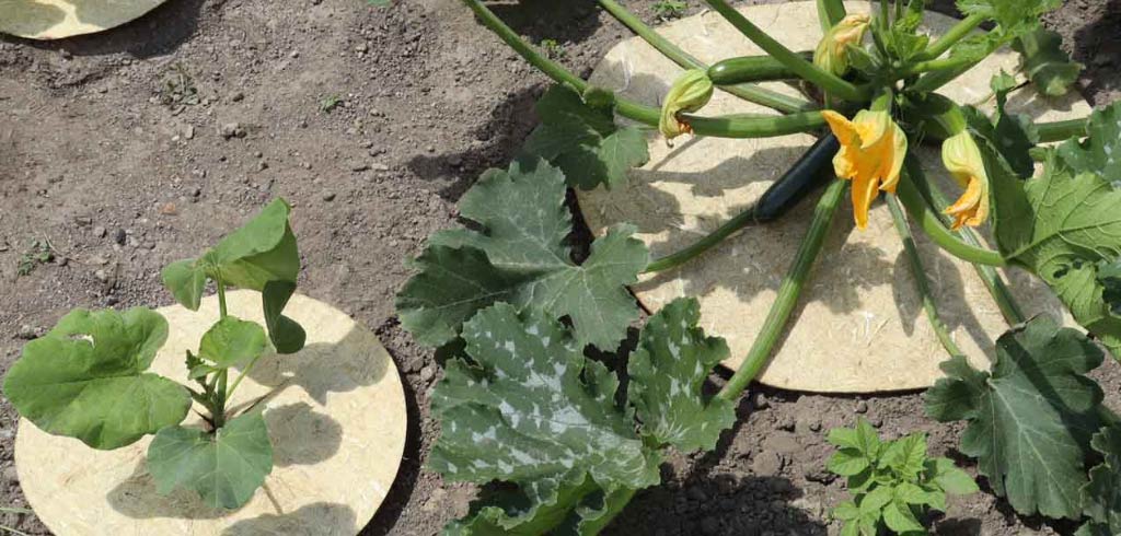 quel-paillage-choisir-pour-son-potager