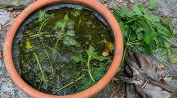Purin d'ortie : recette, dosage et utilisation au jardin