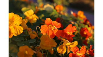 Sauvez vos plants de tomates des pucerons grâce à la capucine
