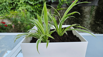 Chlorophytum comosum : bienfaits, entretien et conseils pour la plante araignée