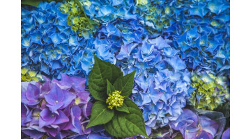 Un hortensia peut en donner 10 : voici comment réussir toutes vos boutures !