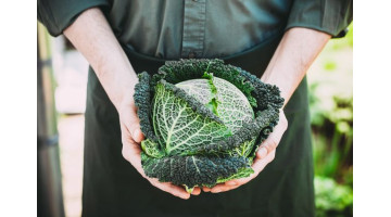 Ce qu'il faut semer en octobre pour une belle récolte à la fin de l'hiver