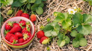 Comment planter des fraisiers en début d'automne et les entretenir ?