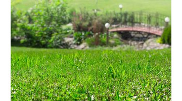 Pelouse et biodiversité : les bonnes pratiques