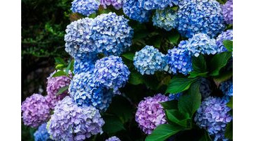 Voici la méthode incontournable pour avoir des hortensias de la couleur que vous voulez