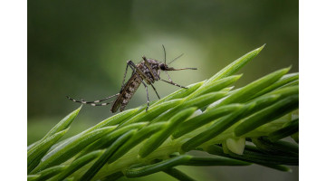 Comment lutter contre les moustiques ?