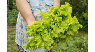 Que semer après la récolte d'été pour un potager généreux en automne ?