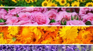 AGENDA DU JARDINIER EN JUILLET