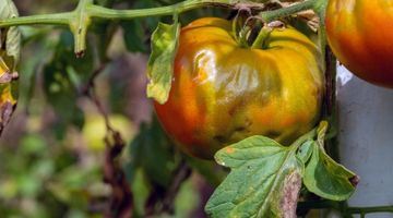 Mildiou de la tomate : le reconnaître, le traiter et l'éviter l'an prochain