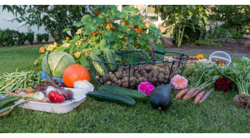 Que faire en juillet dans son potager ?