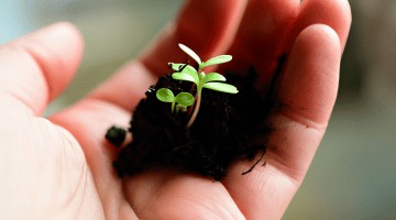 Tout sur le bouturage
