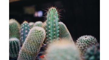 L’arrosage des cactus : voici nos meilleures astuces