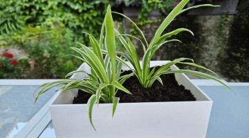 Chlorophytum comosum : bienfaits, entretien et conseils pour la plante araignée