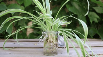 Chlorophytum : comment entretenir et bouturer la plante araignée ?