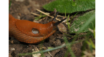 Débarrassez-vous enfin naturellement des limaces grâce à cette astuce