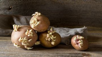 Conserver ses pommes de terre, oignons et courges sans qu'ils ne germent