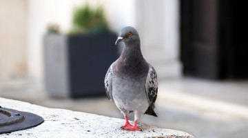 Comment éloigner les pigeons ou les oiseaux ?