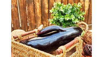 Cultiver vos légumes printaniers : les incontournables de la saison