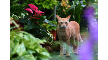 Attention à ces plantes nocives pour les animaux