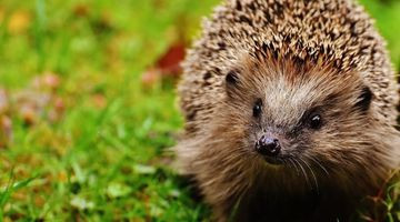 Comment attirer les hérissons dans son jardin et créer un environnement adapté ?