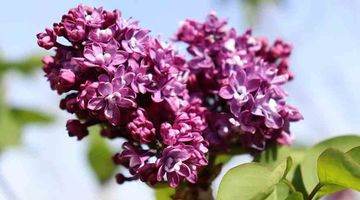 Comment tailler ses lilas en 5 étapes ?