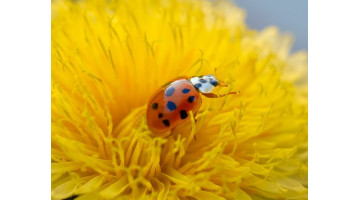 Comment attirer les coccinelles dans votre jardin ?