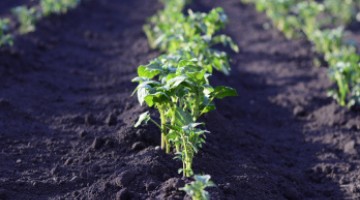 QUE FAIRE EN MARS DANS SON POTAGER ?