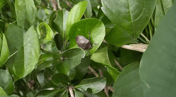 La punaise diabolique : le guide complet pour s’en débarrasser