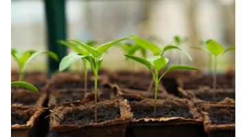 Que planter en janvier dans son potager ?