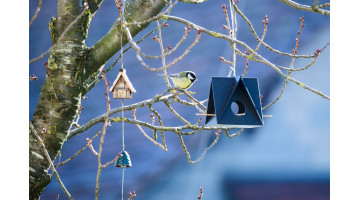 Que donner à manger aux oiseaux l’hiver ?