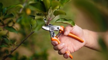 Taille des arbres fruitiers : il est encore temps, voici comment bien faire