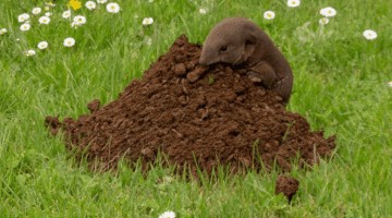 Comment se débarrasser des taupes dans le jardin ?