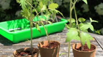Comment planter des tomates en pleine terre ?