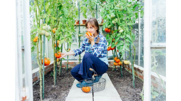 Nos meilleurs conseils pour planter vos tomates
