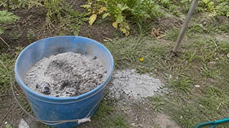 Cendre de bois au jardin : utilisations, dosage et précautions