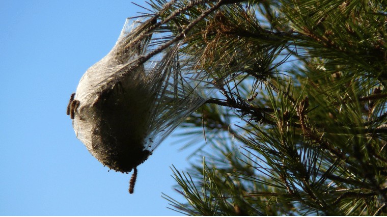 COMMENT LUTTER ET VAINCRE LA CHENILLE PROCESSIONNAIRE DU PIN ?