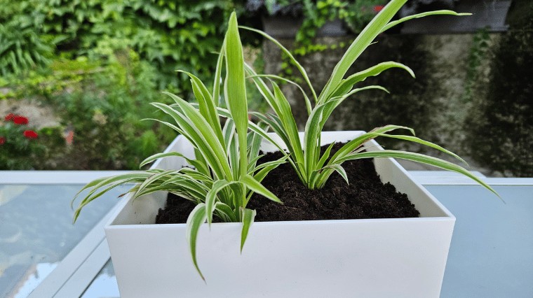 Chlorophytum comosum : bienfaits, entretien et conseils pour la plante araignée