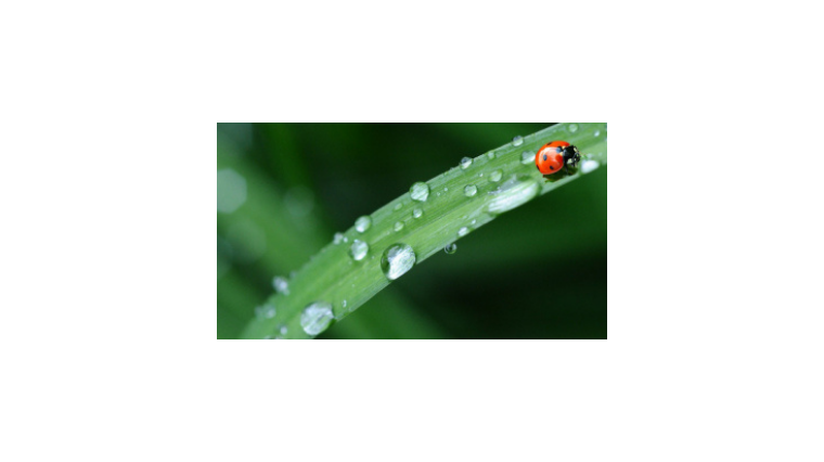 Récupérer l'eau de pluie : une solution écologique et économique !